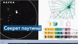 Хореография плетения паутины